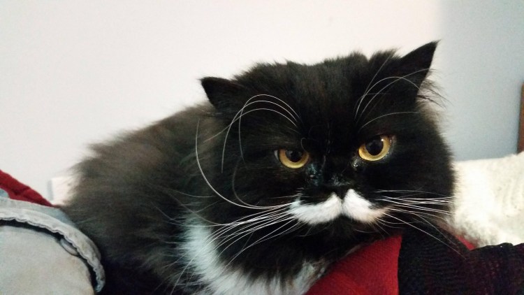 Кот с черными усами