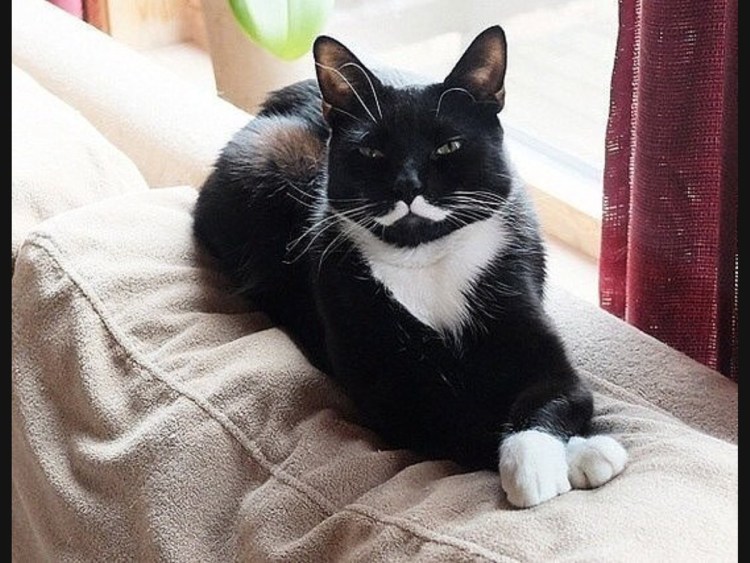 Черный котенок с белыми усами