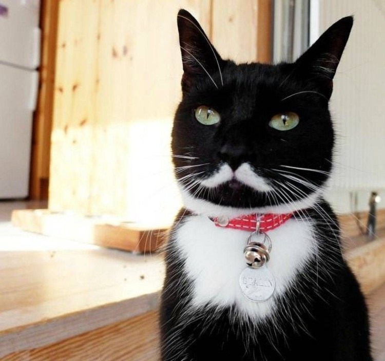 Рыжий кот с черными усами