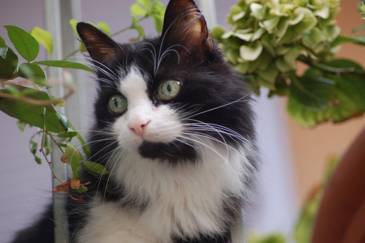 Котенок с усами