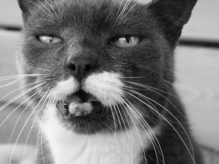 Кошка маркиза