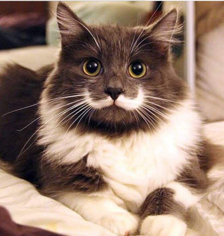 Кот Гамильтон