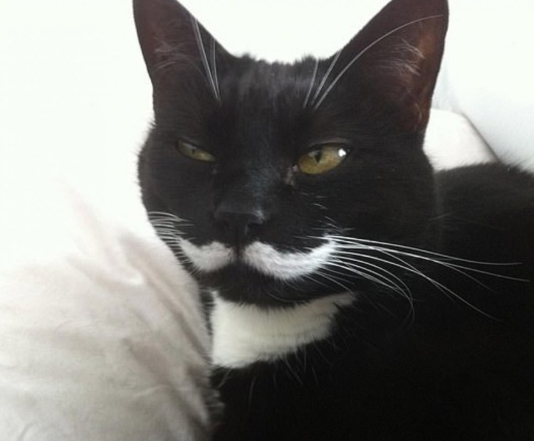 Гамильтон Hamilton кот-хипстер