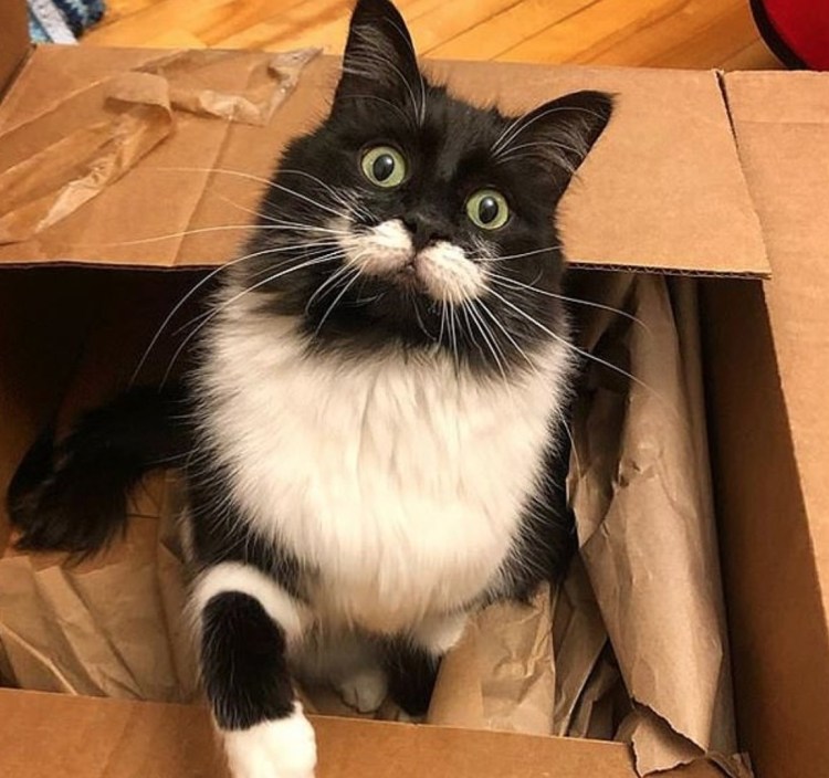 Кот облизывается