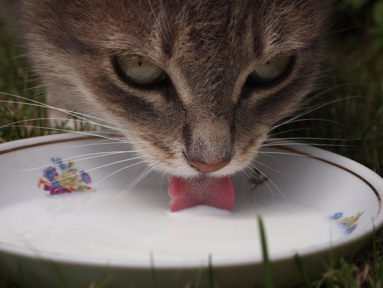 Котенок пьет молоко