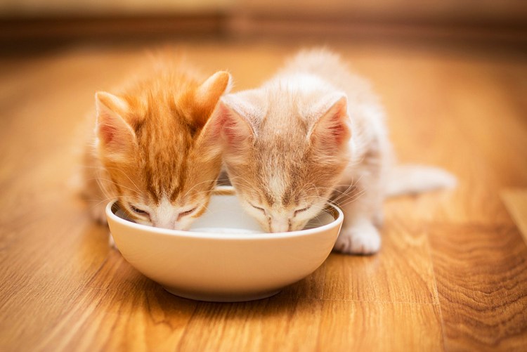 Милые котята пьют