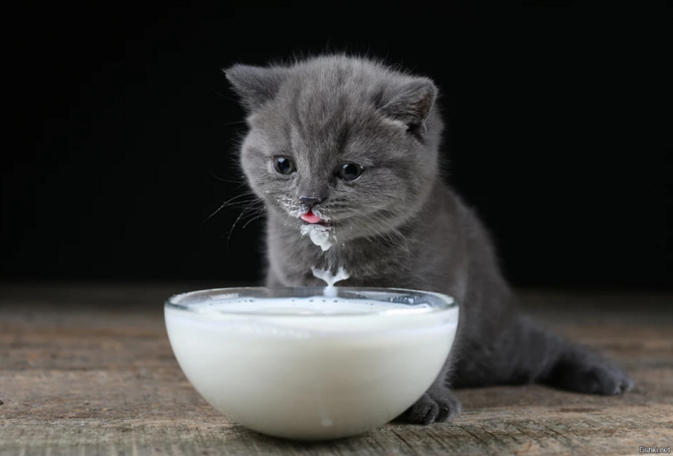 Котик в маленькой миске