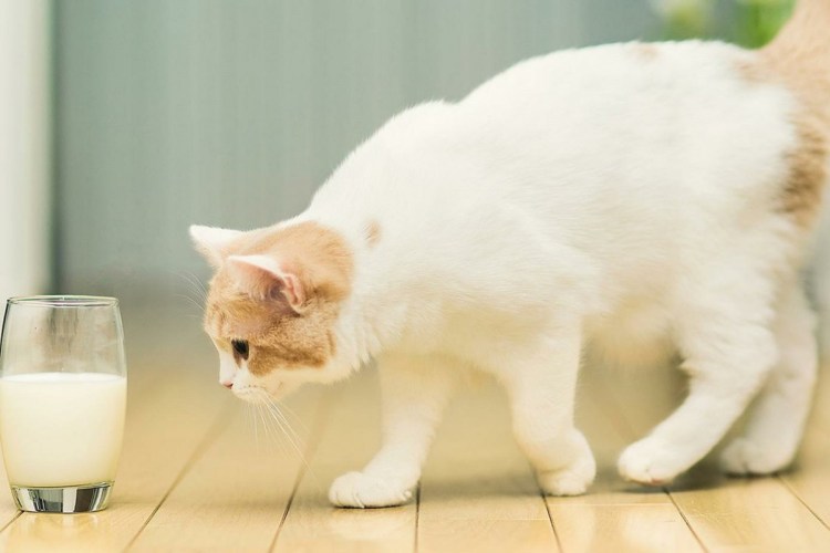 Блюдце с молоком для кошки