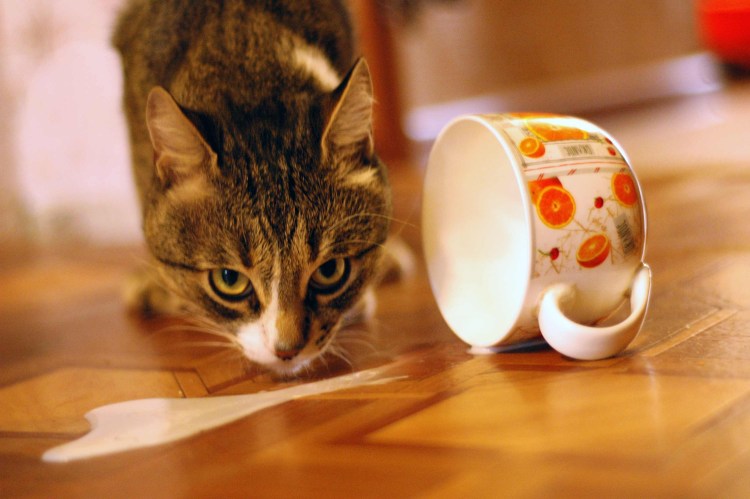 Белый котенок кушает