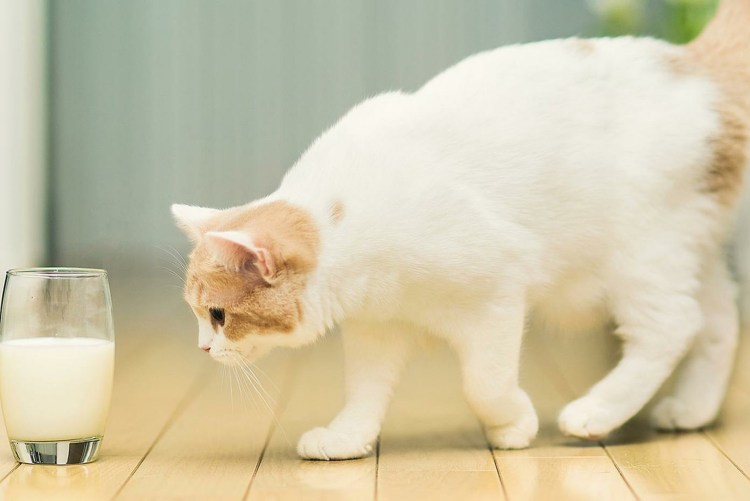 Молоко для котят