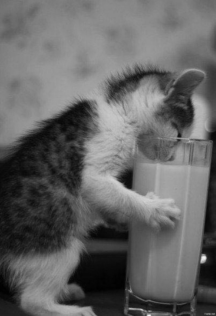Котик пьет молочко