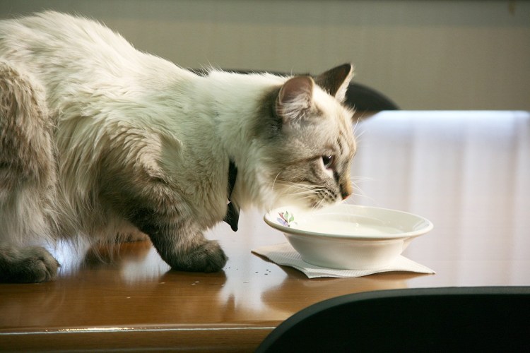 Котенок в сметане