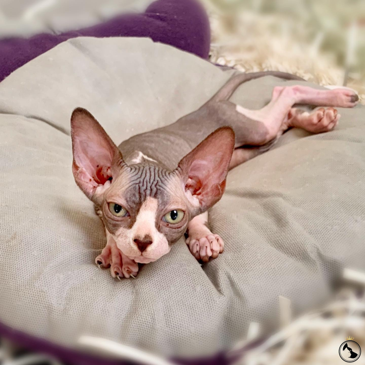 Удивительная кошка