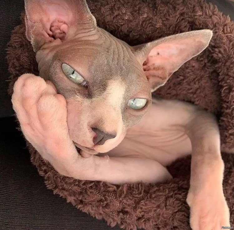 Кот Локи сфинкс