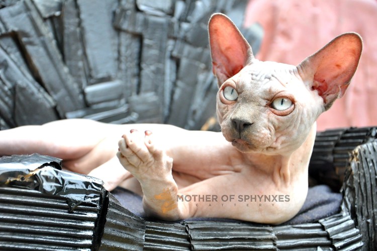 Самый морщинистый кот сфинкс