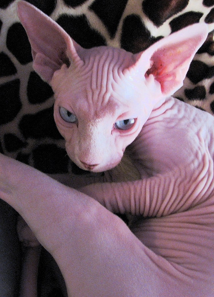 Смешные сфинксы