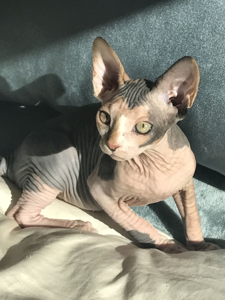 Лысая накрашенная кошка