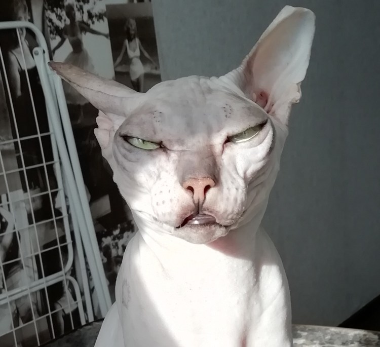 Канадский сфинкс