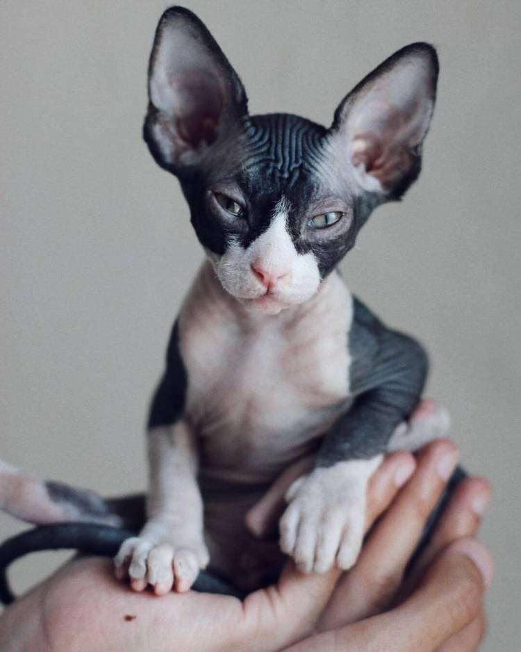 Сфинкс аватарка кошка