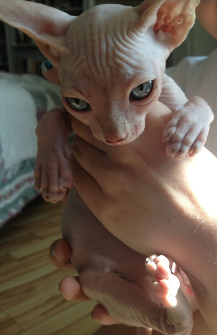 Лысые коты сфинксы породы