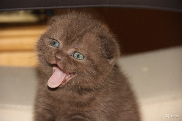 Скоттиш фолд шоколадный