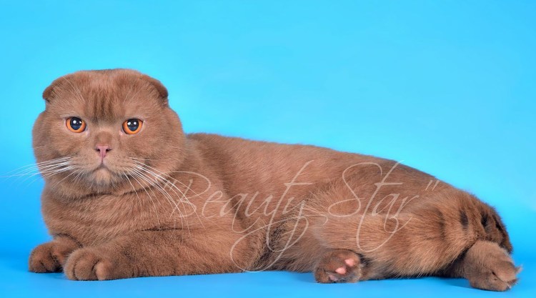 Вислоухие котята британцы