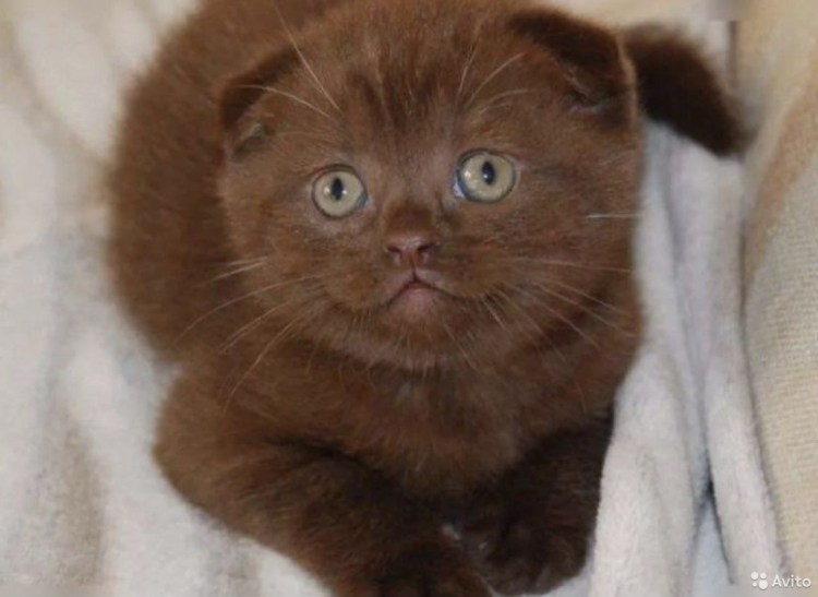 Шоколадный шотландский вислоухий котенок
