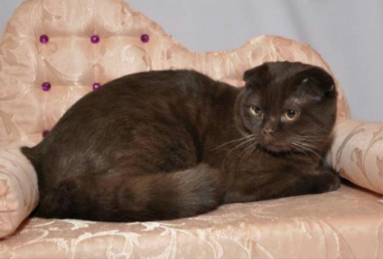 Шотландская вислоухая кошка