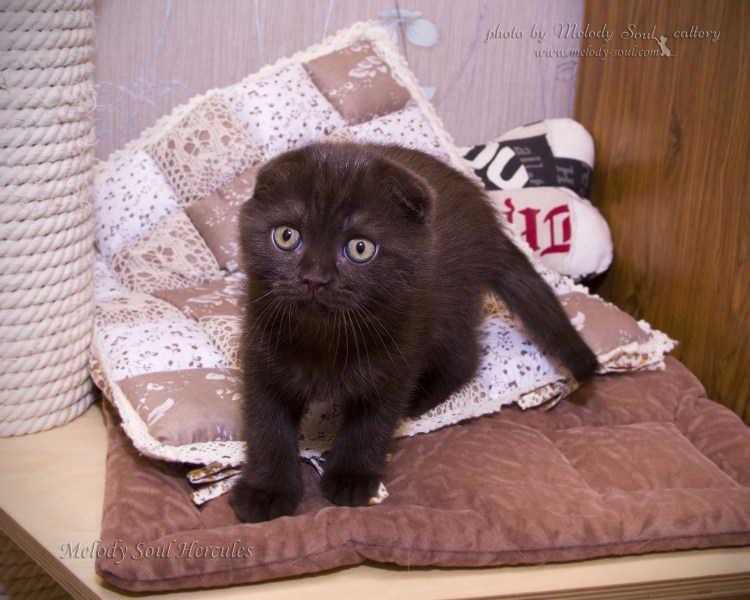 Шотландская прямоухая короткошерстная шоколадная