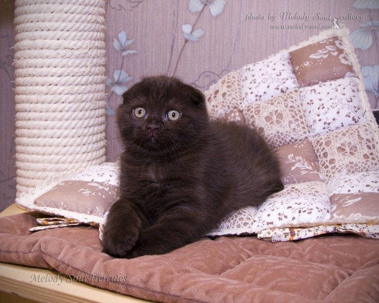 Кот шотландец вислоухий шоколад
