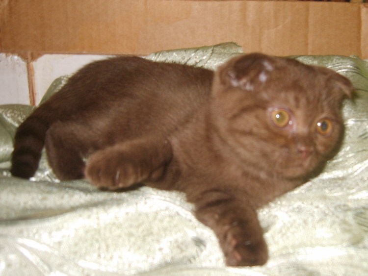 Скоттиш-фолд Шотландская шоколадная прямоухая