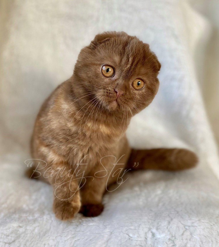 Скоттиш фолд экзот