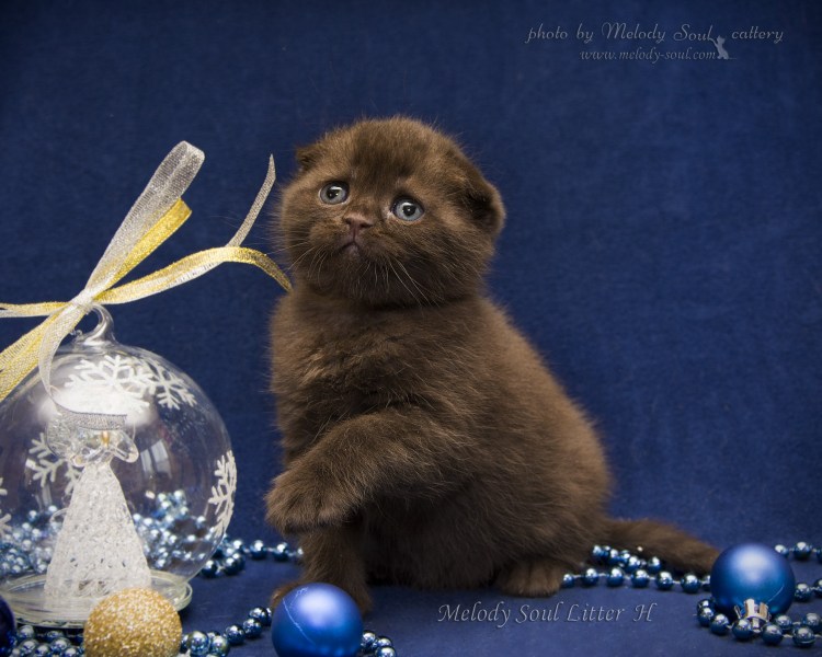Шотландский вислоухий кот шоколадный дым