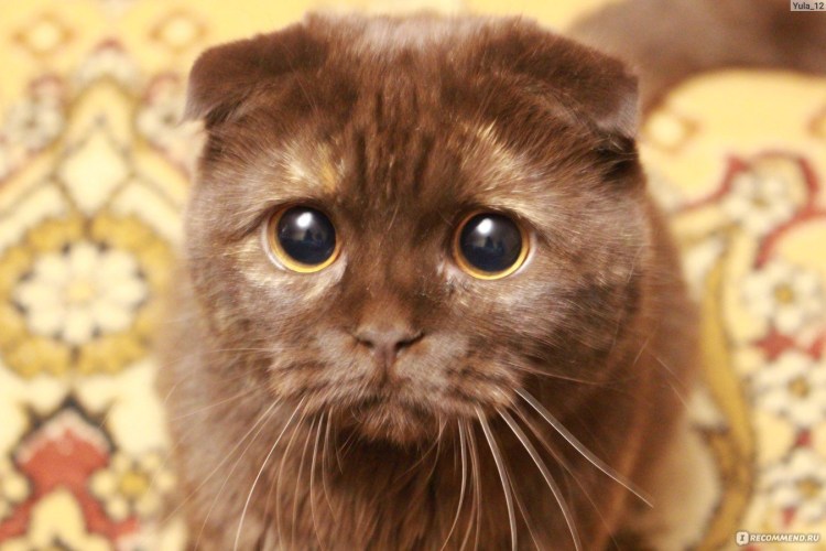 Скоттиш фолд шоколадный