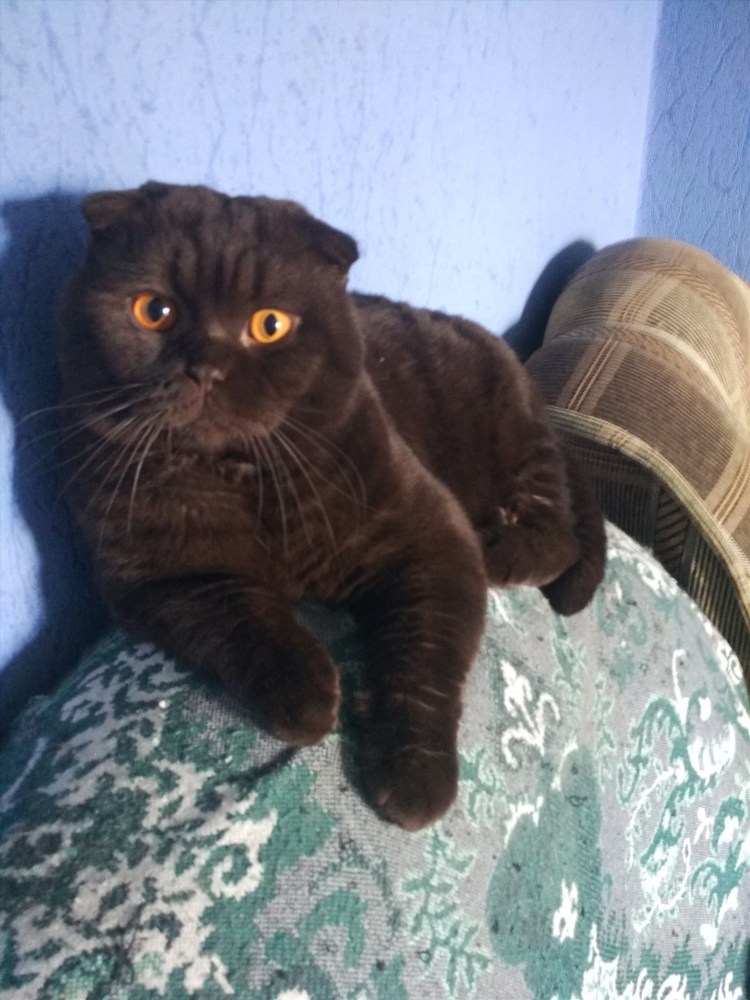 Скоттиш фолд циннамон