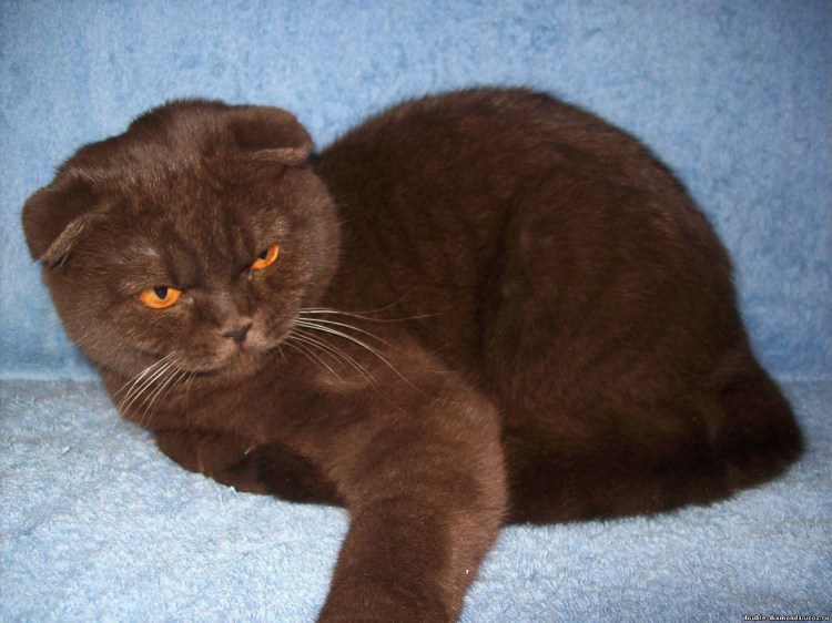 Русская вислоухая кошка