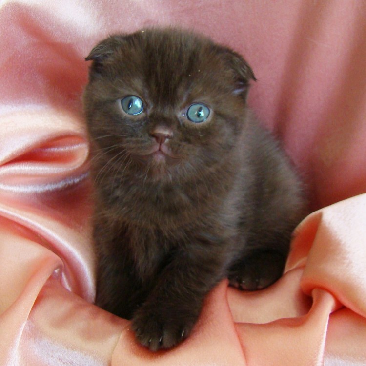 Скоттиш фолд шоколадный