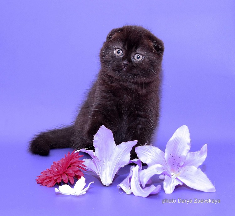 Черный шотландский вислоухий страйт