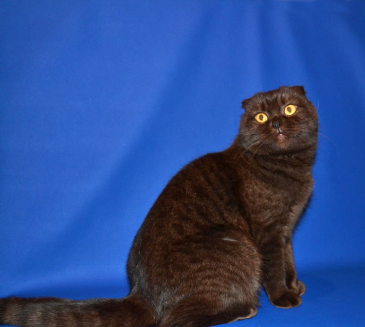 Скоттиш фолд шоколадный