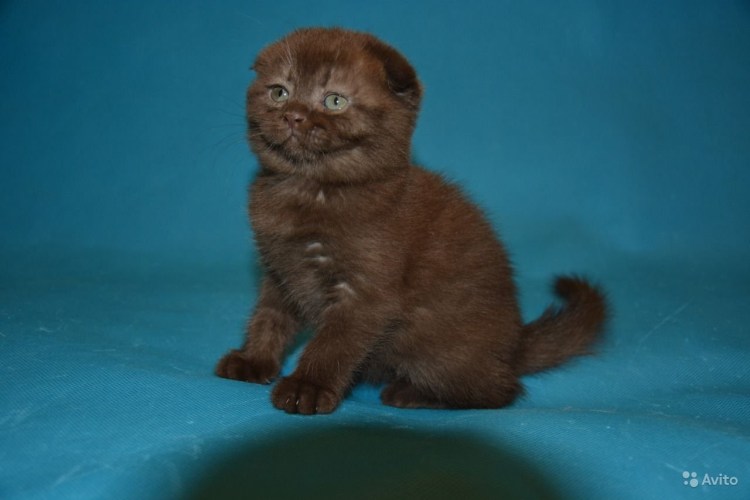 Шоколадный кот вислоухий шотландский вислоухий