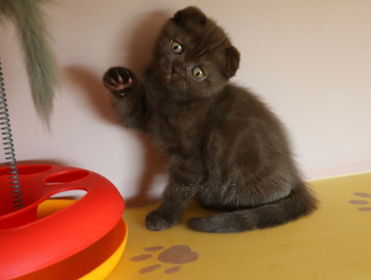Шоколадный скоттиш страйт кот