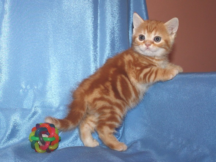 Британский короткошерстный кот рыжий