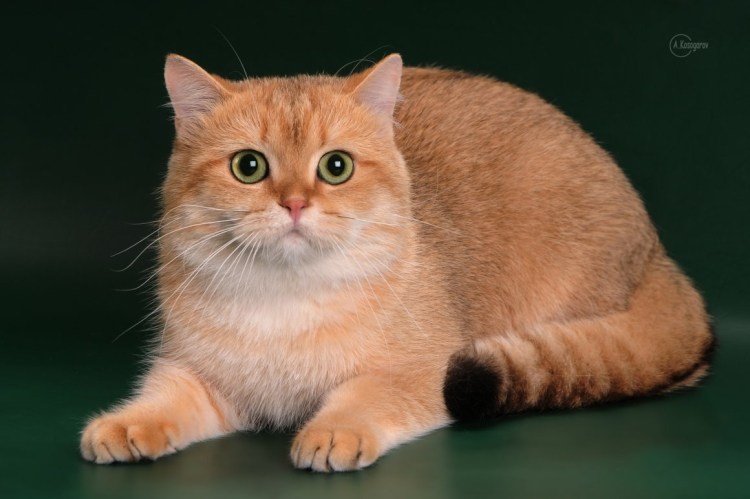Британская прямоухая кошка рыжая