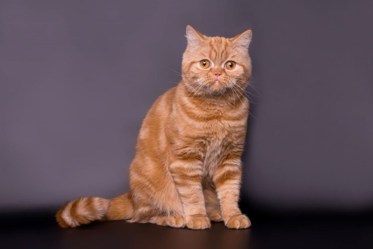 Шотландский красный скоттиш страйт