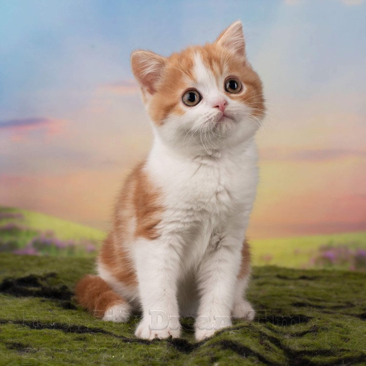 Шотландская прямоухая (скоттиш-страйт рыжий кот