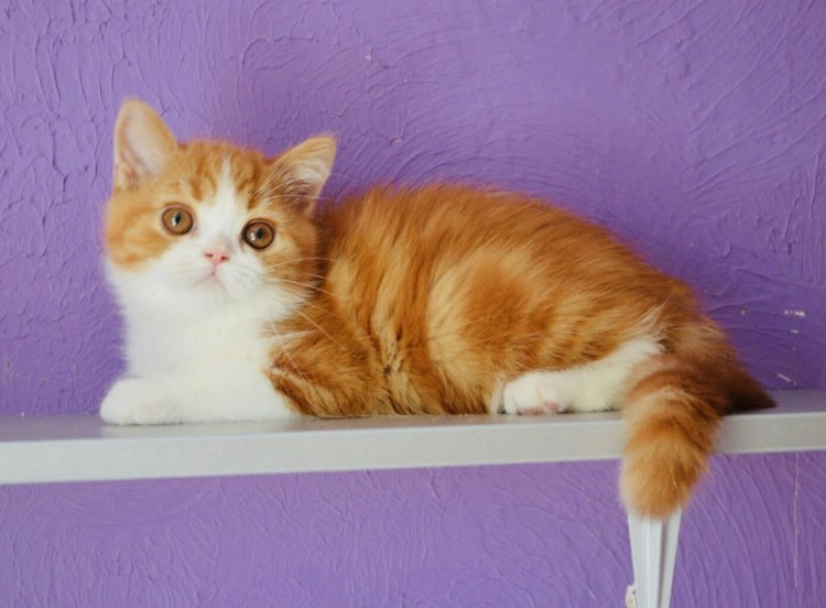 Шотландец прямоухий рыжий