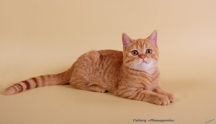 Скоттиш страйт рыжий