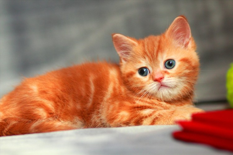 Скоттиш фолд страйт рыжий