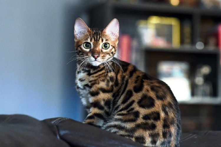 Бенгальская кошка