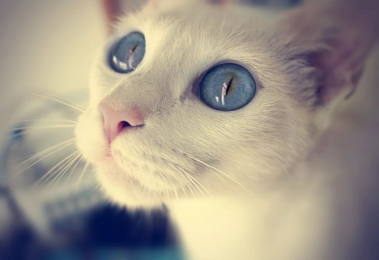 Кошка с голубыми глазами